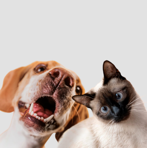 Día Mundial de los Animales: concursos de disfraces y ferias de adopción en toda la región